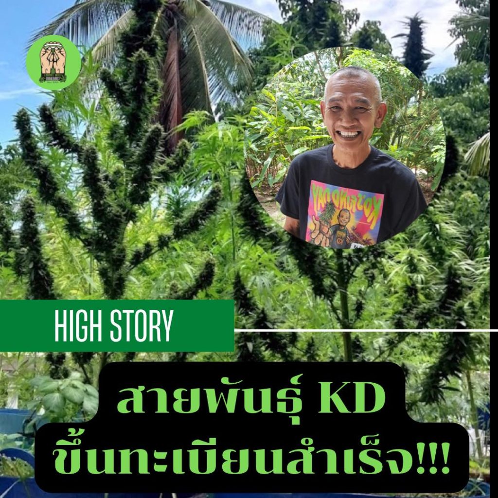 ลุงดำเฮ! KD ขึ้นทะเบียนสำเร็จ สานต่อมรดกสายพันธุ์กัญชาไทย