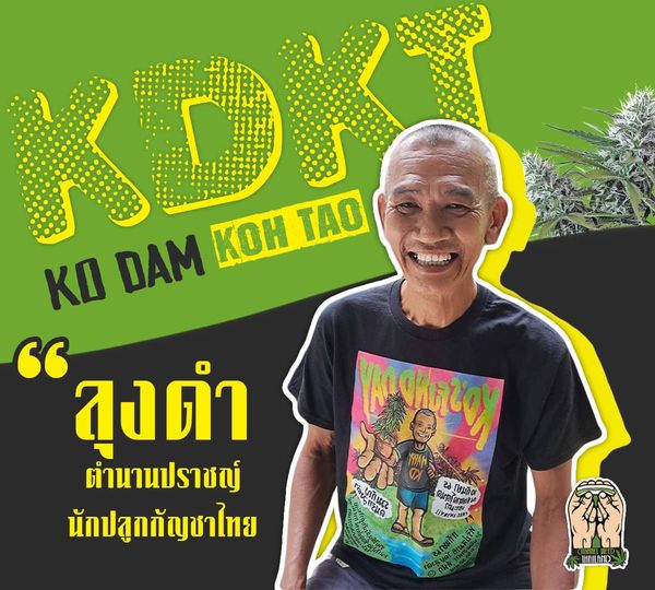 เปิดแนวคิดตัวตน “โกดำ KD” ปรมาจารย์ของสายเขียวทั่วฟ้าเมืองไทย ปราชญ์นักปลูกในตำนาน ผู้สร้างคุณูปการอันยิ่งใหญ่ให้กับลูกหลาน เจ้าของสายพันธุ์ KD ที่ได้รับการยอมรับจากทั่วโลก ร่วมกัญค้นหาความหมาย “กัญชาเสรี” ผ่านสายตาของลุงดำ (รอติดตามคลิปสัมภาษณ์ฉบับเต็ม เร็วๆนี้) . วันนี้ Channel Weed Thailand พาคุณไปพบกับตำนานสายเขียวของเมืองไทยที่ยังมีลมหายใจ “ลุงดำ” นักปลูกชาวไทยซึ่งเป็นที่รู้จักอย่างกว้างขวางไปทั่วโลกในฐานะเจ้าของสายพันธุ์ไทยไฮบริดที่มีคุณภาพ ดึงดูดให้ KD เป็นหนึ่งในสายพันธุ์ที่สายเขียวทั่วหล้าอยากได้มาไว้ในครอบครอง ด้วยสรรพคุณ THC สูง คงรสชาตต้นตำรับ Thai Sativa และยังได้ค่าสารทางยาที่สัดส่วนสมบูรณ์เพื่อการรักษาโรค (CBD:THC : 1:1) ซึ่งเกิดจากการผสมสายพันธุ์ไทยกับสายพันธุ์ต่างประเทศ นี่คืออีกหนึ่งคุณูปการที่ลุงดำนิยามมันว่า “ภารกิจทวงคืนสายพันธุ์กัญชาไทย” . “สายพันธุ์ไทย (Thai Sativa) ของเราเคยถูกฝรั่งขโมยไปพัฒนาจนกลายเป็นสายพันธุ์ลูกผสมที่โด่งดังไปทั่วโลก (Sativa : Indica) ลุงจึงได้เดินทางไปทั่วทั้งในยุโรปและอเมริกาเพื่อไปนำสายพันธุ์ที่ถูกช่วงชิงไปเหล่านั้น กลับมาผสมกับสายพันธุ์ท้องถิ่นบ้านเราซึ่งถูกพัฒนามาแล้ว จนกำเนิดเป็น KD สายพันธุ์กัญชาไฮบริดไทย (Landrace) ที่ทนทานต่อสภาพแวดล้อมเมืองไทยและเติบโตได้ดีในภูมิอากาศบ้านเรา ทั้งยังให้ค่าสารที่เหมาะกับการรักษาโรค เรียกว่า The Entourage Effect (1:1)” ลุงดำเปิดใจถึงแนวคิดตัวตนของตัวเอง . ปัจจุบันสายพันธุ์ KD ยังสามารถแยกย่อยออกเป็น Sativa, Indica และ Auto อีกด้วย ซึ่งเป็นผลงานที่ลุงนำกัญชาหลากหลายสายพันธุ์มาสร้างเป็นต้นแม่ของไทย เช่น สายพันธุ์ที่ Indica โดดเด่นอย่าง KD-skunk สายพันธุ์กัญชาแบบออโต้ คือ KD-ruderalis หรือแม้แต่เทสที่ลุงดำชื่นชอบอย่าง Sativa ก็มีชื่อว่า KD no.1 และสายพันธุ์ไทยไฮบริด KD-bubblegum ขณะที่สายพันธุ์กัญชา KD ที่เป็นหนึ่งในใจของลุงดำคือ KD-เป็ดแดง ถือเป็นผลงานชิ้น masterpiece ของลุงที่ได้สร้างกัญชา Super hybrid Thai sativa เป็นหนึ่งในเมล็ดกัญชาที่สายเขียวตามหากัญอย่างมาก . “KD ของแท้ไม่มีขาย แต่ให้ฟรี” คือคำพูดที่สะท้อนตัวตนของลุงดำได้เด่นชัดที่สุด แม้มีชื่อเสียงโด่งดัง แต่ทุกวันนี้แกยังทำตัวเรียบง่ายและได้อุทิศตนเพื่อสอนความรู้เรื่องกัญชาแก่ผู้ที่สนใจอย่างมีความสุข เพราะลุงมองว่ากัญชาคือยาสวรรค์ที่สามารถช่วยคนเจ็บป่วยได้อย่างดีที่สุดเท่าที่โลกมนุษย์เคยมีมา มันจึงควรค่าแก่การ ‘แบ่งปัน’ มากกว่า ‘การทำเพื่อตัวเอง’ อย่างไรก็ตามความเรียบง่ายดังยังได้สะท้อนผ่านแนวทางการปลูกกัญชาของลุงที่เน้นความเป็น Organic 100% อาศัยให้ธรรมชาติดูแลกันเอง ใช้วัตถุดิบการปลูกจากธรรมชาติ โดยไม่ง้อเทคโนโลยีทันสมัยใดใด เพียงแต่อาศัย ‘ความเอาใจใส่’ ซึ่งลุงเชื่อว่ามันควรเป็นทักษะพื้นฐานของนักปลูกทุกคน ทั้งหมดนี้คือปณิธานที่แกอยากส่งต่อให้ลูกหลานสายเขียวได้สืบทอดการใช้กัญชาอย่างมีสติ . นอกจากเรื่องพัฒนาสายพันธุ์แล้ว ลุงดำยังได้แจกยากัญชาให้กับชาวบ้านทุกคนเพื่อใช้ในการรักษาโรค ควบคู่ไปกับเป็นที่ปรึกษาให้กับวิสาหกิจชุมชนหลายแห่งในประเทศที่ปลูกกัญชาเชิงการแพทย์ โดยลุงดำเชื่อว่ากัญชาสามารถพัฒนาชุมชนได้ เช่นเดียวกับการปลุกปั้นนักปลูกสายเขียว ลุงดำได้ก่อตั้งสมาคมนักปลูกกัญชาแห่งประเทศไทย เพื่อส่งเสริมนักปลูก-เกษตรกรยุคใหม่ เปิดหลักสูตรการเป็นนักปลูกมืออาชีพ เพื่อยกระดับวิถีเกษตรกรรมสมัยใหม่สู่มาตรฐานสากล ไปพร้อมกับการส่งเสริมให้เข้าถึงรายได้จากกัญชาเสรีที่สายเขียวทุกคนรอมานาน